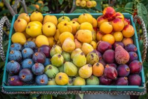 Lire la suite à propos de l’article Fruits en Q : la liste des fruits qui commencent par la lettre Q