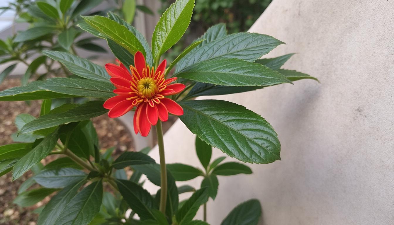 You are currently viewing Menu économique dédié aux recettes familiales : ingrédients essentiels pour la semaine du 24 au 28 novembre 2025